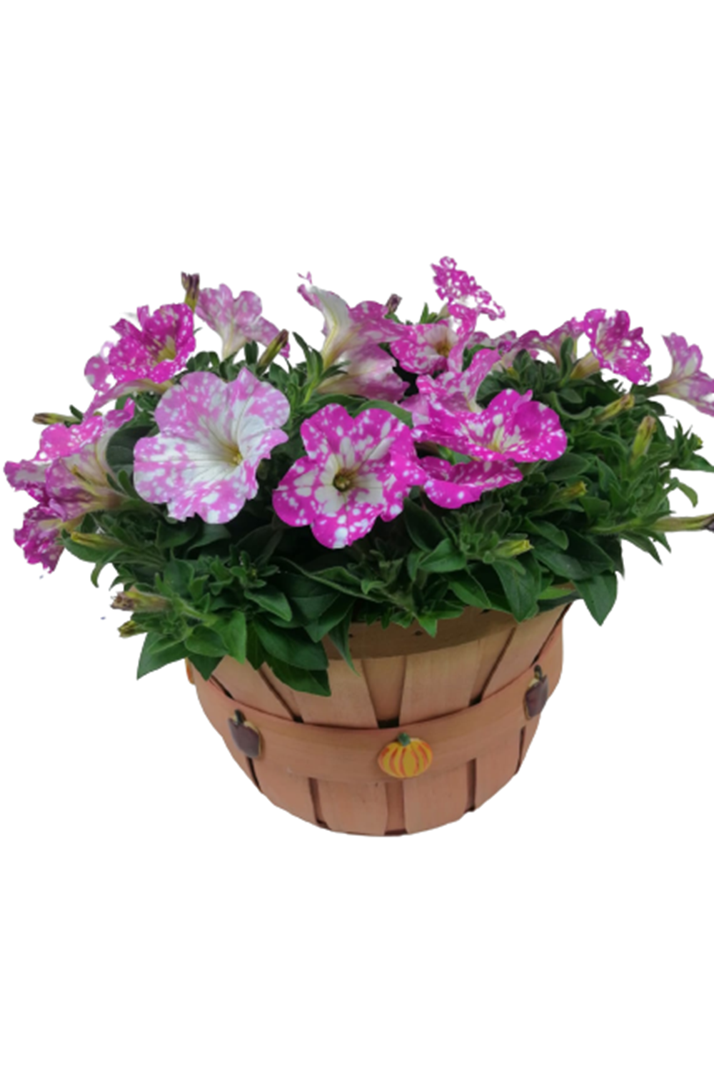 El Yapımı Büyük Boy Sepet Saksı Çap 29 Cm Yükseklik 20 Cm