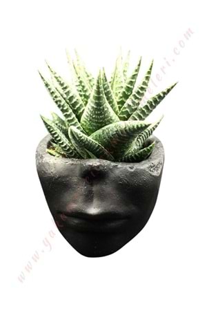 Yarım Yüz Skulent Kaktüs Saksısı Küçik Boy Siyah