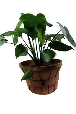 El Yapımı Büyük Boy Sepet Saksı Çap 29 Cm Yükseklik 20 Cm