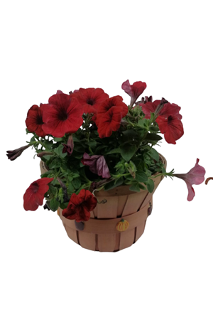 El Yapımı Büyük Boy Sepet Saksı Çap 29 Cm Yükseklik 20 Cm