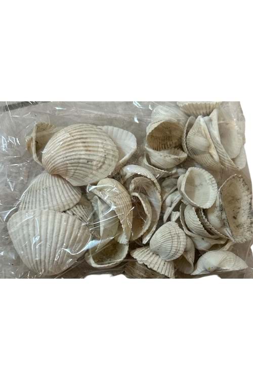 DENİZ KABUĞU 500 gr.