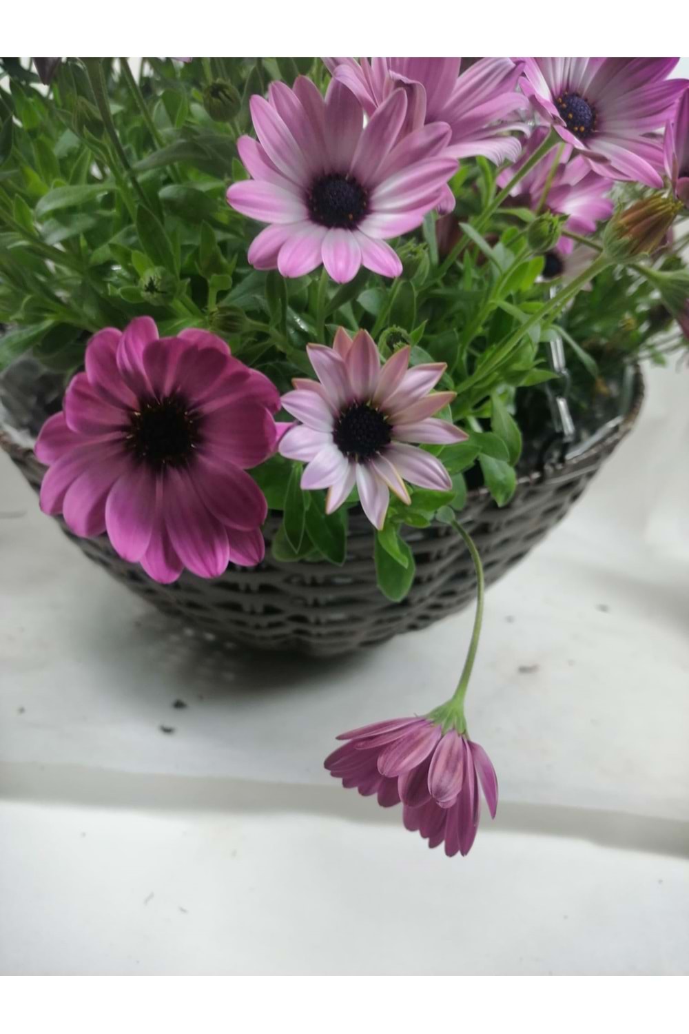 SEPET YK-524 ZİNCİR ASKILI