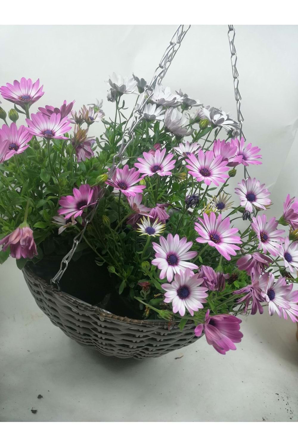 SEPET YK-524 ZİNCİR ASKILI