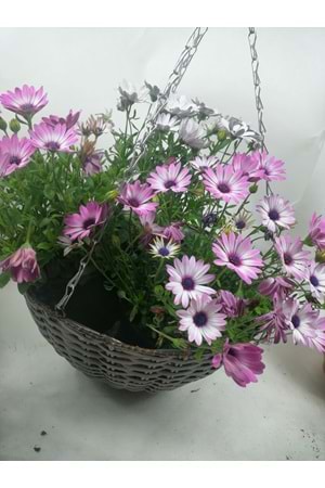 SEPET YK-524 ZİNCİR ASKILI