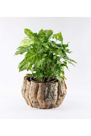 Ağaç Kabuğu Saksı 2 li Set YK-157