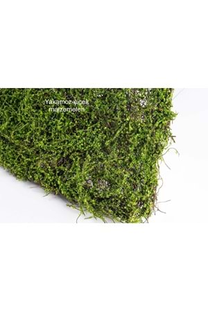 DEKOR DUVAR ÇİMİ YK-535